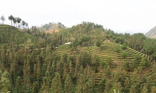 宁金瀑农产品开发有限责任公司 茶园管护忙 蓄得黑茶香